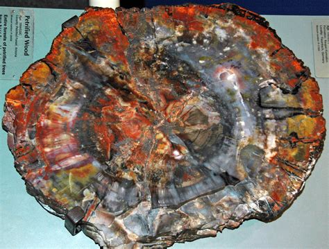 permineralized fossil